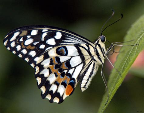 Butterfly 02 Photograph By Jeff Stallard Fine Art America