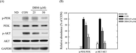 Effect Of Dbm On Insulin Signaling Download Scientific Diagram