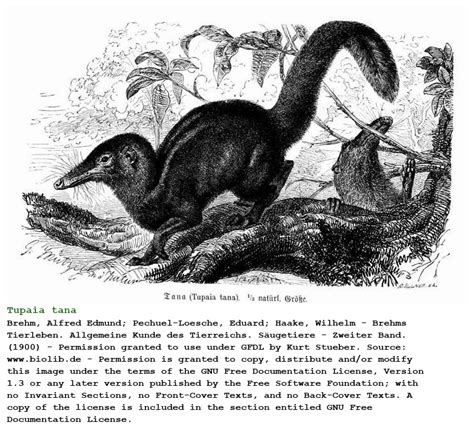 Tupaia Tana Large Treeshrew Animalia Biology 357313