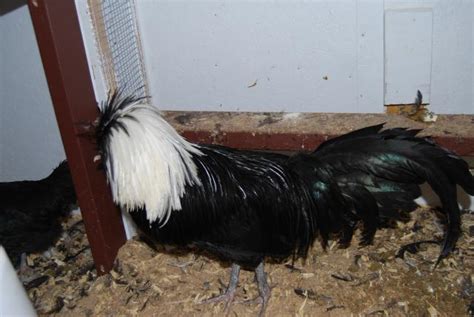 6+ Extras White Crested Black Polish, LF Eggs