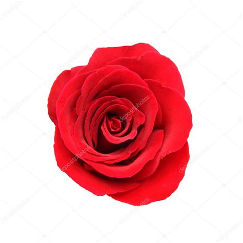 Red Rose Isolated On White Background Stock Photo Comzeal