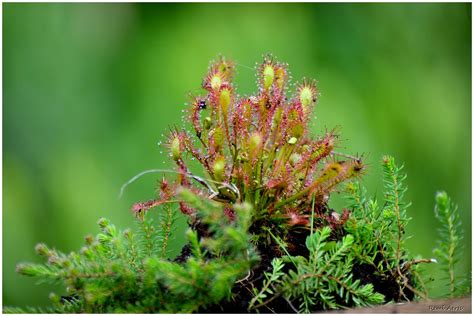 Photo By Remi Aerts Nature Macro And Close Up PhotoForum Ru