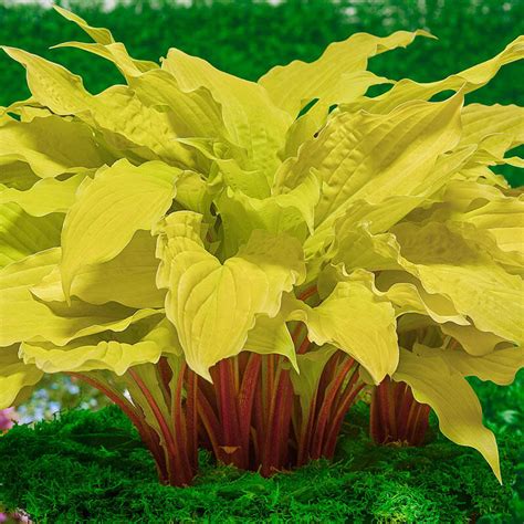 Lipstick Blonde Hosta Brecks Premium Bulbs