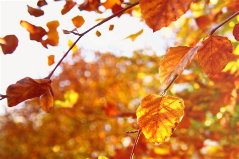 Golden Autumn Tree Wallpapers Wallpaper Cave