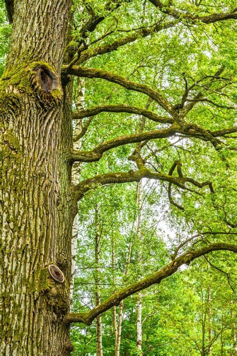 Mossy Trunk Of Mighty Ancient Oak Tree In Summer Forest Oak Bark