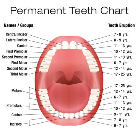 Where Are The First Molars In The Mouth Archwired