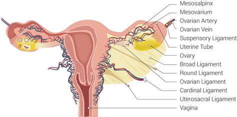 [figure Uterus Ligaments Illustration Includes Mesosalpinx