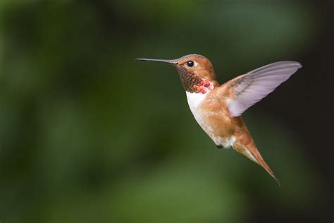 Hummingbird Migration Myths | BirdNote