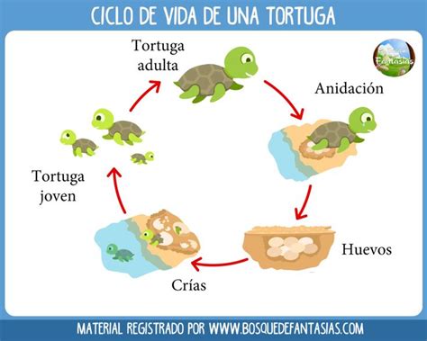 Fichas Con Los Ciclos De Vida De Los Seres Vivos Para Primaria Ciclos