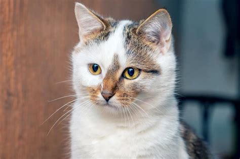 Vestimenta De Um Gato Branco Pintado Um Olhar Atento Na Sala Foto