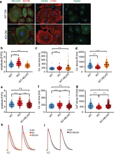 Characterization And Functional Analysis Of CRISPLD1 KO HiPSC CM A