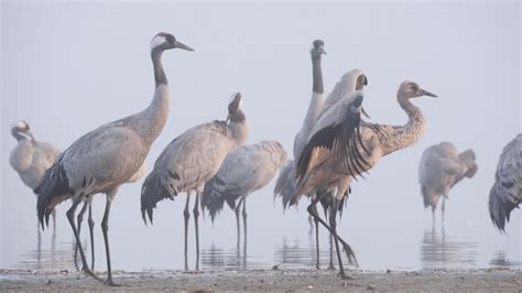 La Grue Cendr E Sur Les Ailes D Une G Ante En Streaming Direct Et