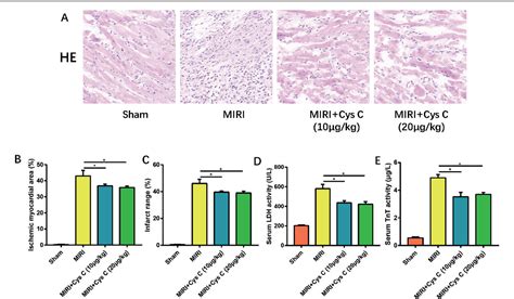 Figure 2 From Cystatin C Alleviates H2o2 Induced H9c2 Cell Injury