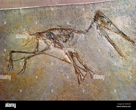 Pterodactyl fossil hi-res stock photography and images - Alamy