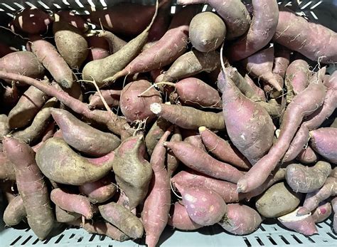 Batata doce de produção biológica Coimbra Sé Nova Santa Cruz