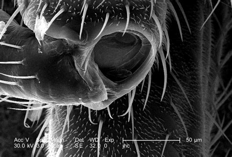 Imagen Gratis Insecto De Cerca Exoesqueleto Microfotografía