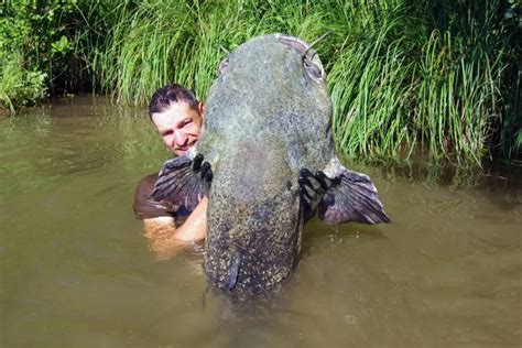 Is Noodling Catfish Dangerous? Explaining The Dangers Simply - Outdoor ...