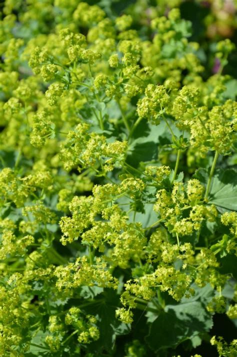 Les Compagnons Des Saisons Fleurs Qui Attirent Les Abeilles