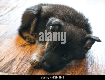 German Shepherd puppy sleeping Stock Photo - Alamy