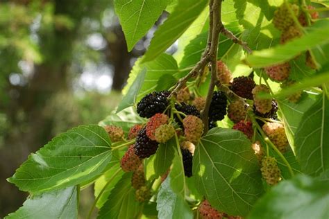 Morus Rubra Common Mulberry Mulberry Red Mulberry North Carolina