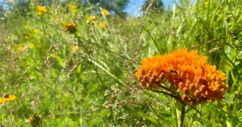 Transit Information for Broadway and Locust Street Stop 15