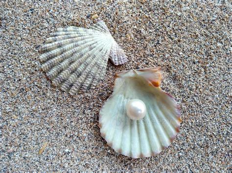 Sea Shell With A Pearl In The Sand Stock Photo At Vecteezy