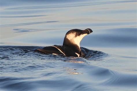 VIDEO Pourquoi Les Pingouins Torda Envahissent Notre Littoral