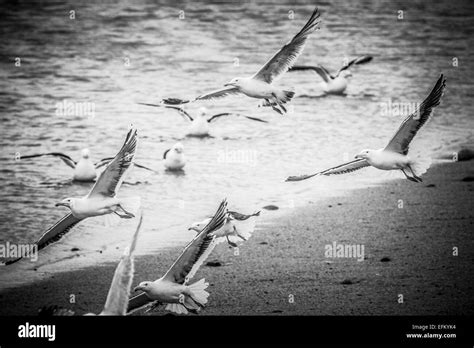 Black And White Seabird Hi Res Stock Photography And Images Alamy