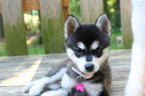 Alaskan Klee Kai Puppy Puppies And Kitties Cute Animals Cute Little