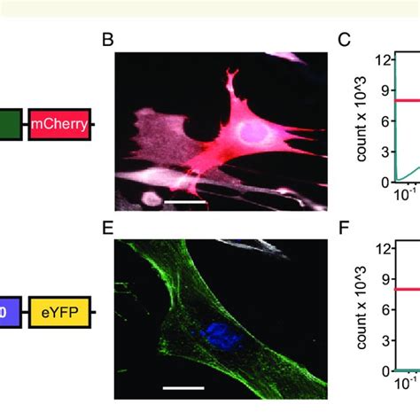 Generation Of Transgenic Nih 3t3 Fibroblast Cell Lines For Selective