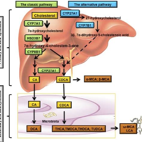 Bile Acid And Gut Microbiota In The Intestine Bacteria Overgrowth