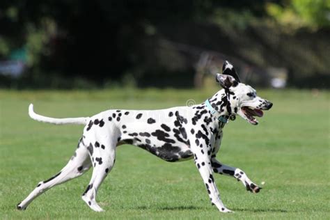 Profile Of A Dalmatian Dog Running In Field Stock Image - Image of ...
