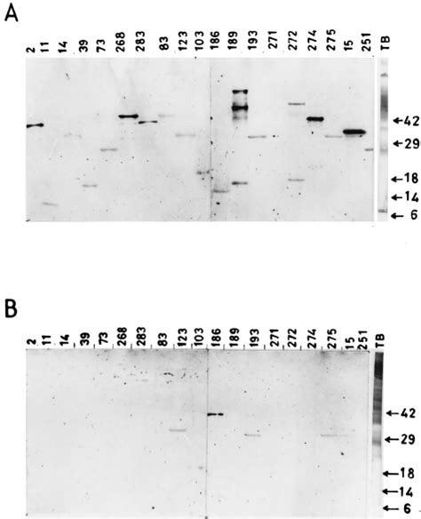 Differential Reactivity Of Recombinant M Tuberculosis Proteins To Sera