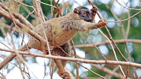 MADAGASCAN Tropical Dry Forest Mammals