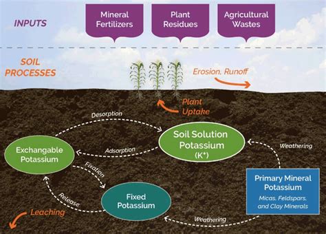 Potassium Behavior In Soil Pioneer Seeds