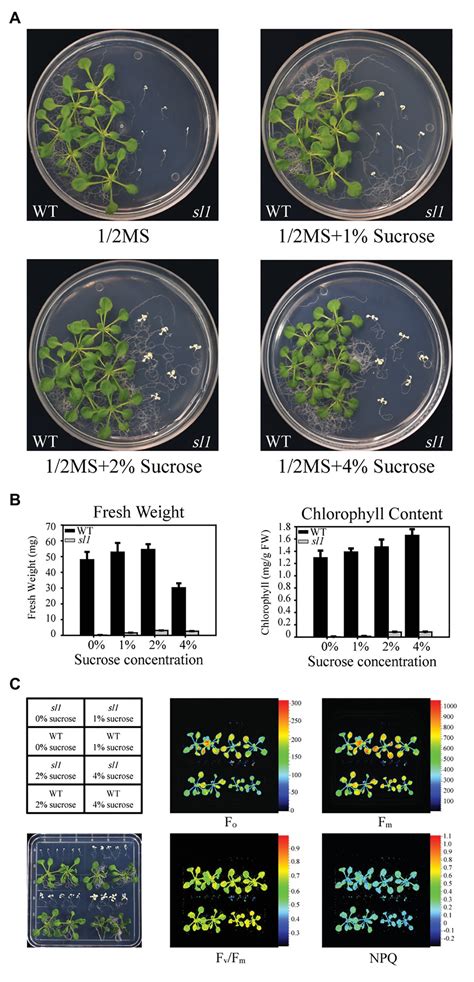 Frontiers Arabidopsis Seedling Lethal 1 Interacting With Plastid