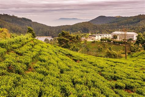 Sri Lanka: Famous Ceylon Highland Tea Fields Stock Photo - Image of nuwara, mountain: 83776996