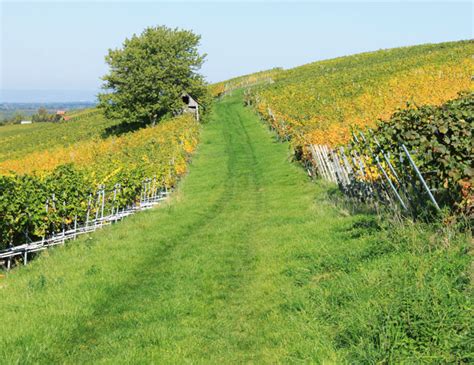 Neue Weinblicke Wandern Auf Dem Batzenberg Panoramaweg Chilli