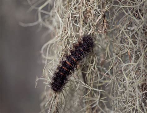 Giant Leopard Moth Caterpillar Stock Image - Image of wild, caterpillar ...