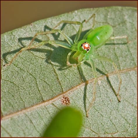 Magnolia Green Jumper Female Lyssomanes Viridis Magnoli Flickr