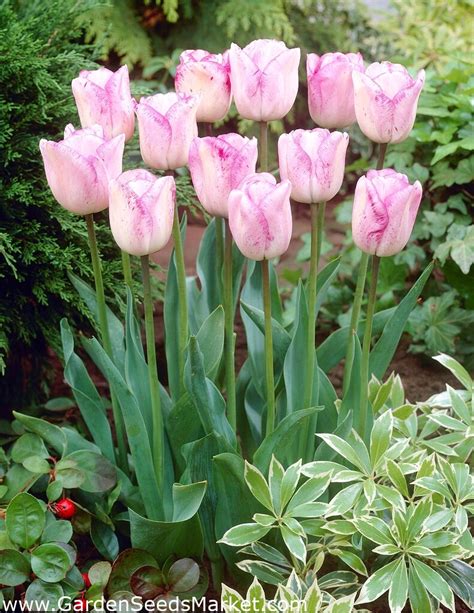 Tulipa Shirley Tulip Shirley 5 Bulbs Garden Seeds Market Free