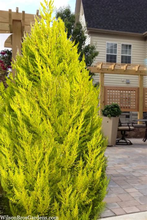 Lemon Cypress Tree Texas Sumiko Heredia