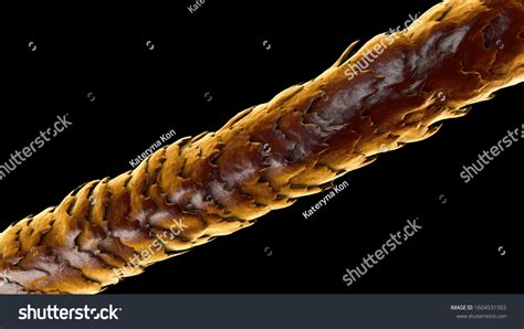 Human Hair Under Microscope 3d Illustration Stock Illustration