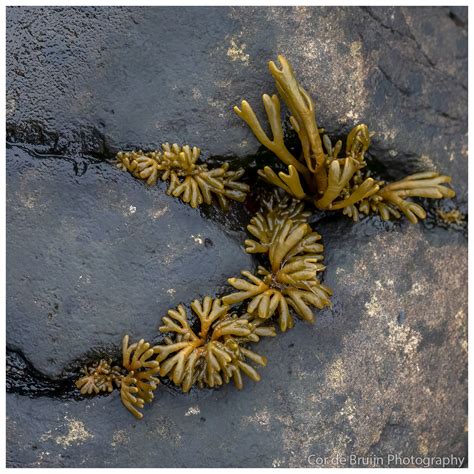 Elgol Beach on Behance