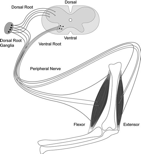 1 Anatomy Of The Neuromuscular System The Neuromuscular System