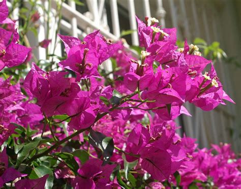 Dicas Essenciais Para Fazer A Bougainvillea Florescer Plantasonya O