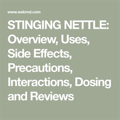 STINGING NETTLE: Overview, Uses, Side Effects, Precautions ...