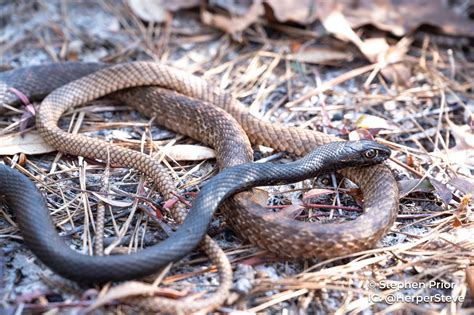 Snakes of South Carolina | South Carolina Partners in Amphibian and ...