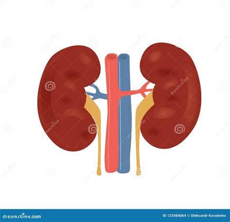 Normal Kidney Anatomy Illustration Stock Illustration Illustration Of