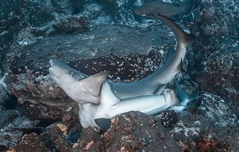 Rare Photos Of Sharks Having Sex Pictolic